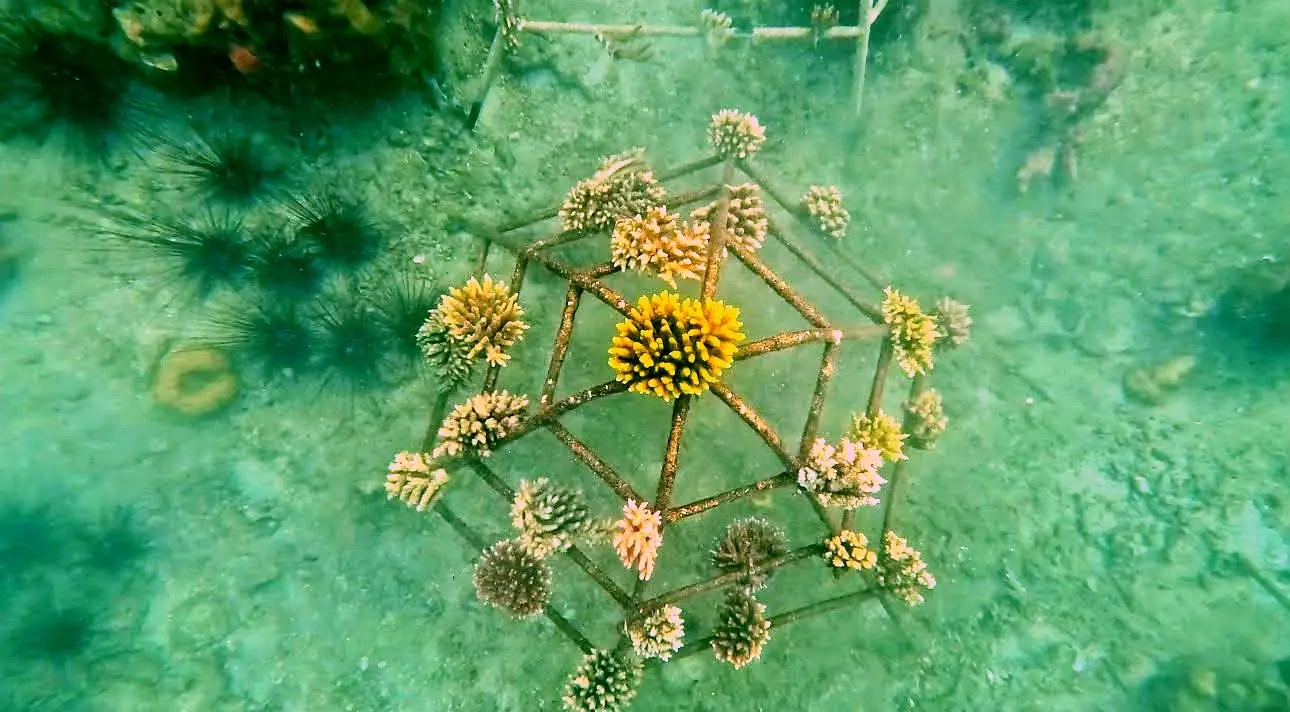 Frisch gesetzter CoralCone mit jungen Korallen